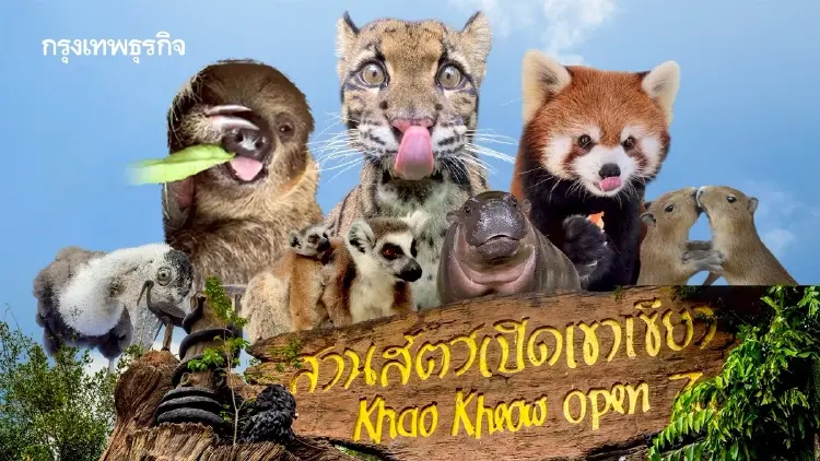 รวมดาว ‘ดาราหน้าใหม่’ สัตว์เพิ่งแจ้งเกิดจาก ‘สวนสัตว์เปิดเขาเขียว’
