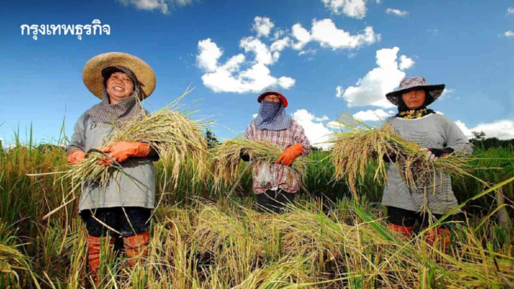 นบข. เคาะงบหมื่นล้านอุ้มชาวนา ปั้นนวัตกรรมข้าวไทยสู่ยุคใหม่