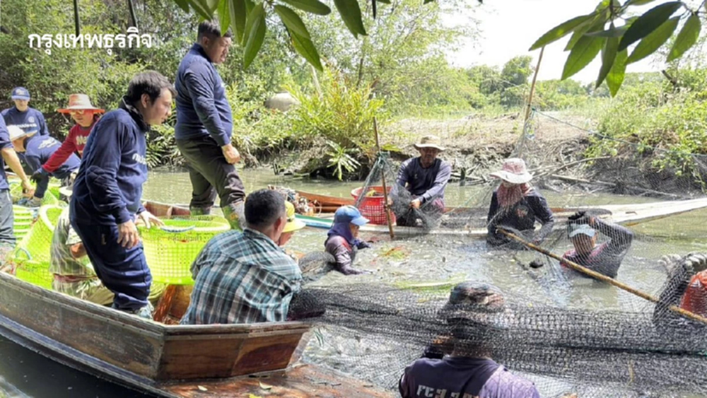 ประมง งัดแผน SARA เคลียร์ปลาหมอคางดำ 8.3 ล้านกิโลฯ ฟื้นระบบนิเวศ