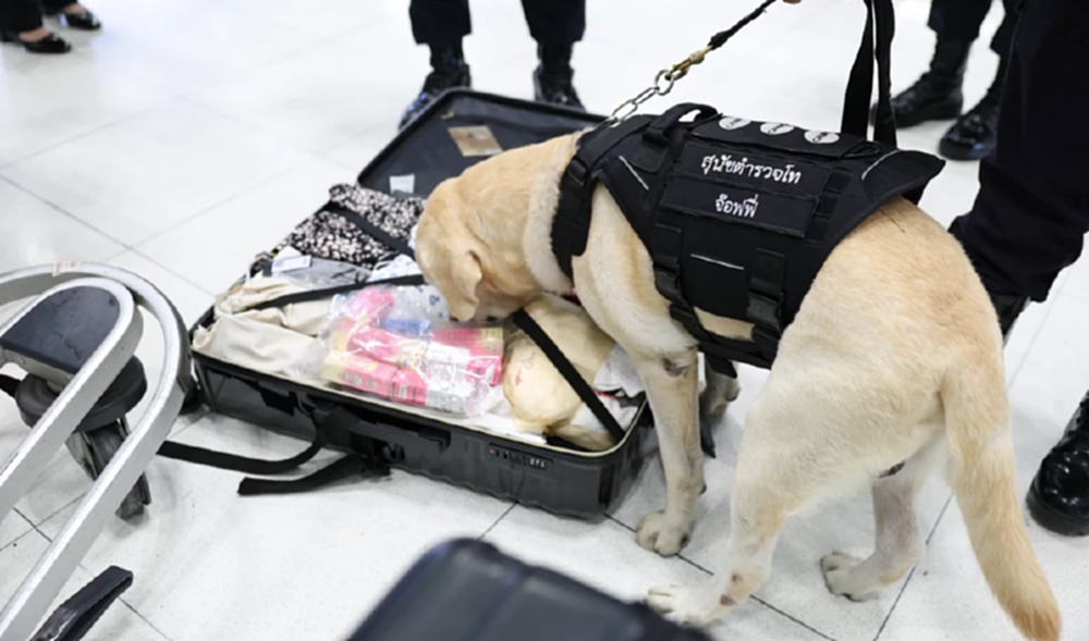 ทอท. เอาจริง ส่ง ตำรวจ K-9 คุมสุวรรณภูมิ สุ่มตรวจสัมภาระ สกัดเสพติด