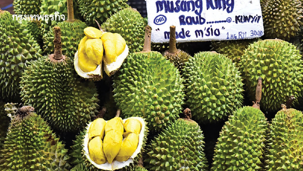 สึนามิ ‘ทุเรียนมาเลย์’ | กันต์ เอี่ยมอินทรา