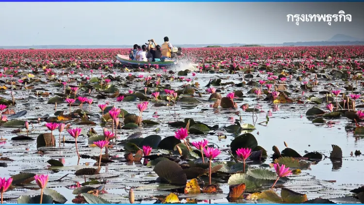 ชวนเที่ยว ‘ทะเลบัวแดง’ ดูควายน้ำ พระอาทิตย์ขึ้น ที่ ทะเลน้อย จ.พัทลุง