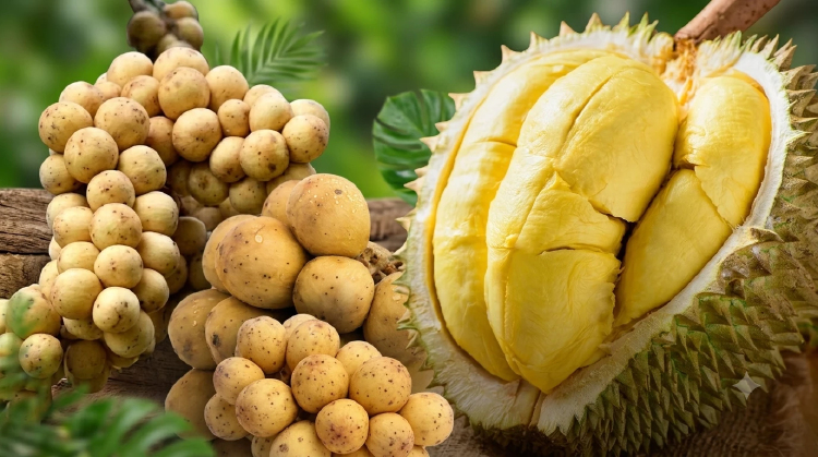 ทุเรียน-ลองกอง ผลผลิตเพิ่มขึ้นราคาตกต่ำ เช็กมาตรการช่วยเหลือเกษตรกร
