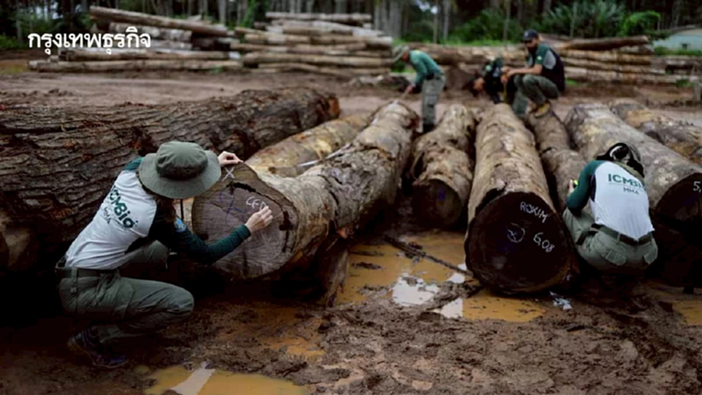 ปรับระบบด่วน เทรนด์ใหม่ 'ห้ามสินค้าตัดไม้ทำลายป่า' เกษตรไทยจะรอดหรือไม่