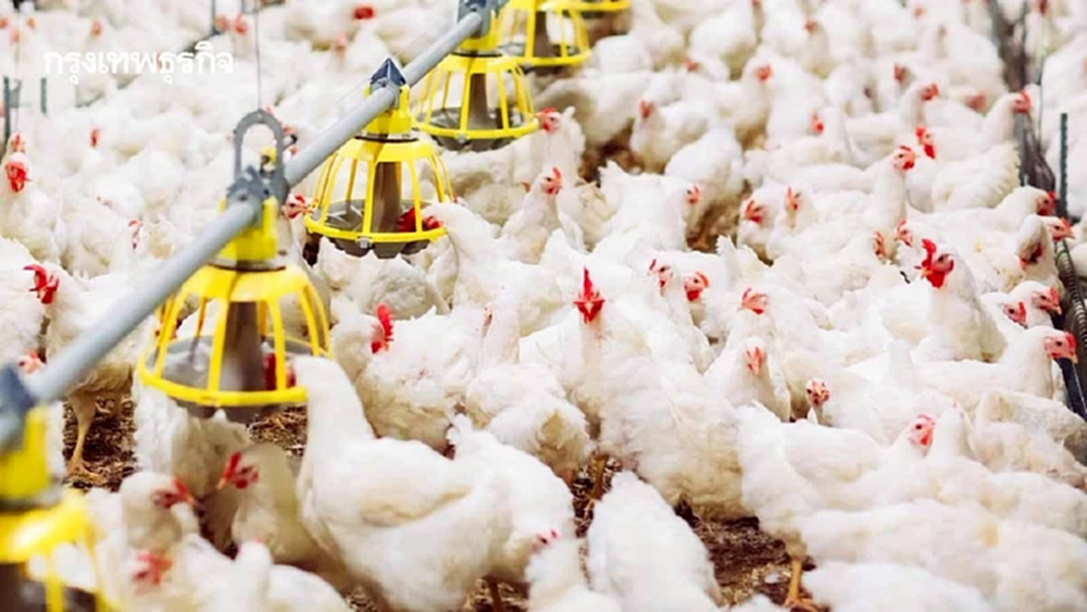 กรมปศุสัตว์ลุยตั้งการ์ดสูง คุมเข้มไข้หวัดนก H5N1 การันตีไทยยังปลอดเชื้อ