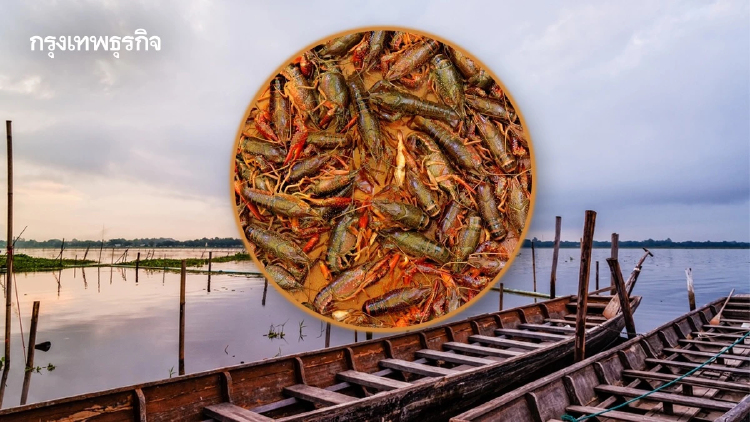 สยองนิเวศพัง กุ้งต่างถิ่นโผล่กว๊านพะเยา จี้จับกินก่อนระบาด