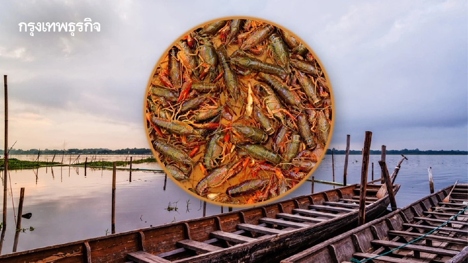 สยองนิเวศพัง กุ้งต่างถิ่นโผล่กว๊านพะเยา จี้จับกินก่อนระบาด