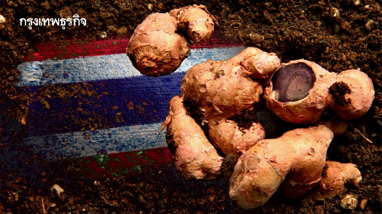 'โสมไทย' ตำรับยาอายุวัฒนะ ส่งเสริมสมรรถภาพนักกีฬา  ตลาดโลกต้องการมาก