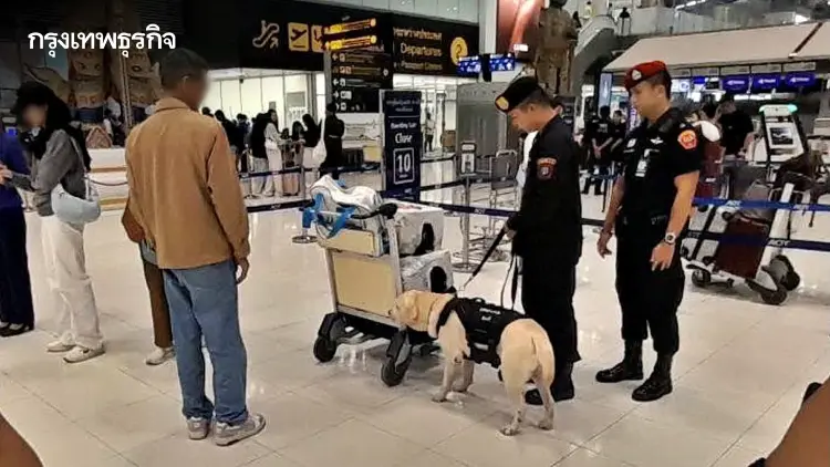 ตรวจเข้มสุวรรณภูมิ! ส่งสุนัขตำรวจ K9 ลุยตรวจค้นสัมภาระ ตัดวงจรยาข้ามชาติ