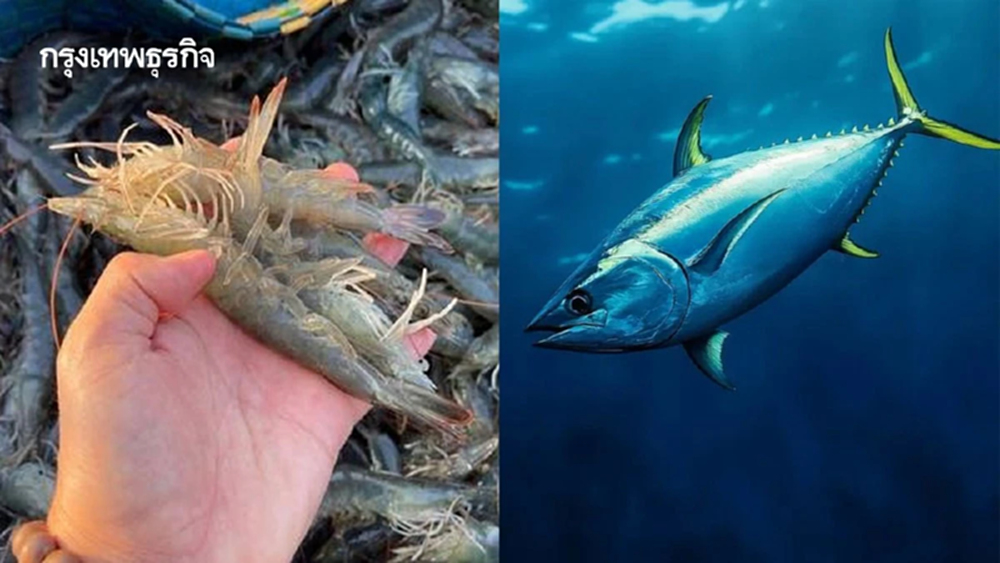 กรมประมงมั่นใจ ทูน่า- กุ้ง แข่งได้ เร่งปั้นสู้ภาษี301สหรัฐ