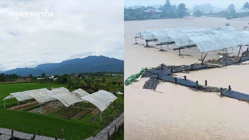 เทียบชัด น้ำท่วมน่านล่าสุด ทุ่งนา-คาเฟ่ดัง หลังวัดศรีมงคล เสียหายหนัก