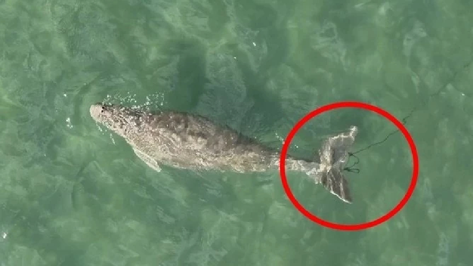 ประกาศ 12 พื้นที่เสี่ยง ลุย 'SAVE OUR DUGONG' ลดพะยูนตายเป็นศูนย์