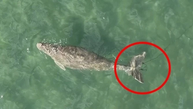 ประกาศ 12 พื้นที่เสี่ยง ลุย 'SAVE OUR DUGONG' ลดพะยูนตายเป็นศูนย์