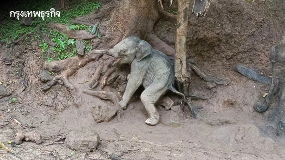อาการน่าห่วง! "ลูกช้างป่า" ไทรโยคพลัดหลง สภาพวิกฤต ขาดน้ำรุนแรง-แผลทั่วตัว
