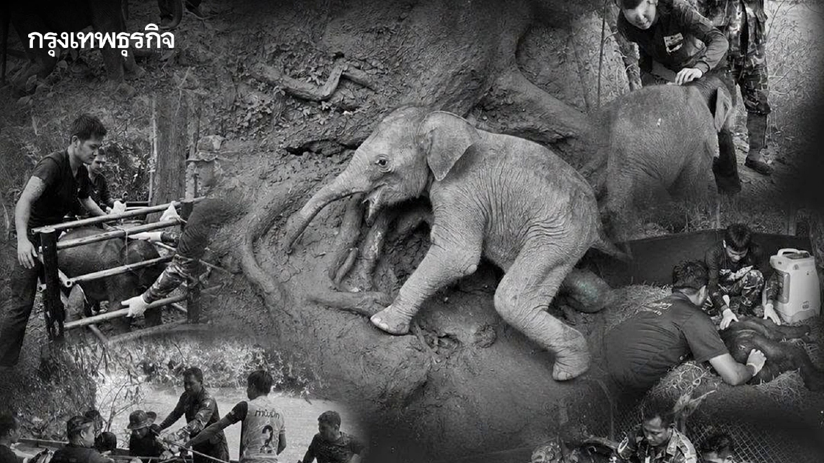 สุดยื้อ “เจ้าจิ๋วน้อย” ลูกช้างป่าพลัดหลง กลับดาวช้างแล้ว เผยสาเหตุเสียชีวิต