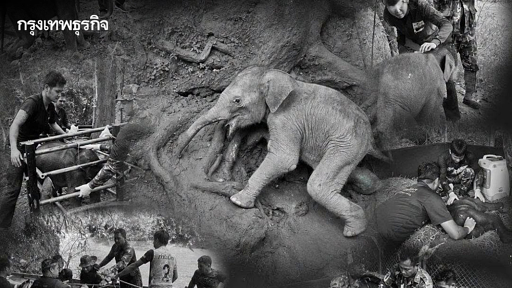 สุดยื้อ “เจ้าจิ๋วน้อย” ลูกช้างป่าพลัดหลง กลับดาวช้างแล้ว เผยสาเหตุเสียชีวิต