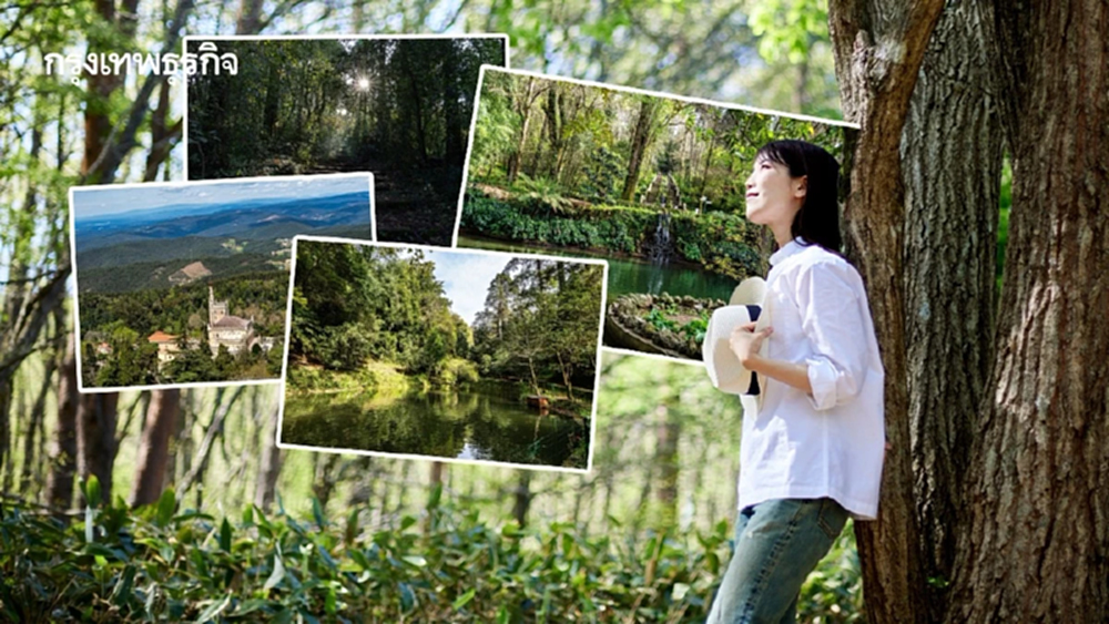ทำความรู้จัก ‘ป่าเพื่อการบำบัด’ มี 4 แห่งในโลก ลดเครียด รักษาโรคด้วยธรรมชาติ