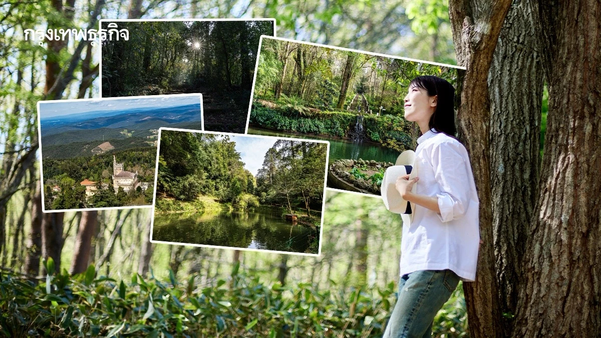ทำความรู้จัก ‘ป่าเพื่อการบำบัด’ มี 4 แห่งในโลก ลดเครียด รักษาโรคด้วยธรรมชาติ