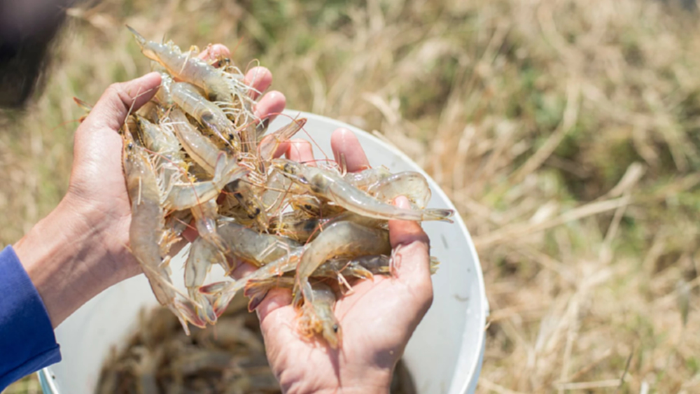 กุ้งไทยปีนี้ทรงตัว 2.5 แสนตัน โรคระบาดพ่นพิษ วอนรัฐช่วยด่วน