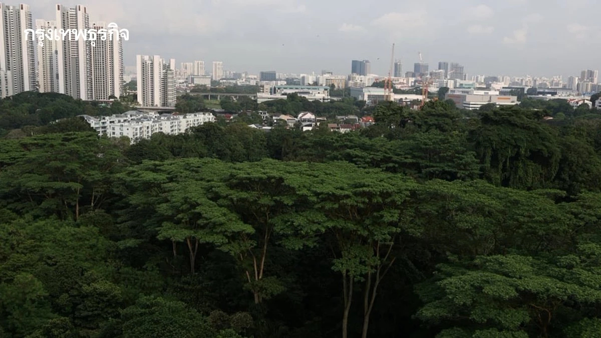 ‘สิงคโปร์’ ล่ารายชื่อ ค้านถาง ‘ป่ามาจู’ สร้างที่พักอาศัย หวั่นสูญเสียระบบนิเวศดั้งเดิม