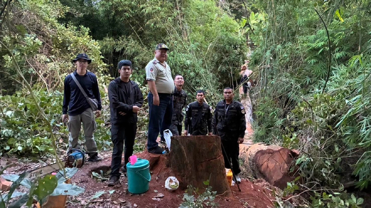 ขบวนการลักลอบตัดไม้ประดู่ป่าสงวนฯ อุตรดิตถ์ โยงนายทุนต่างชาติ