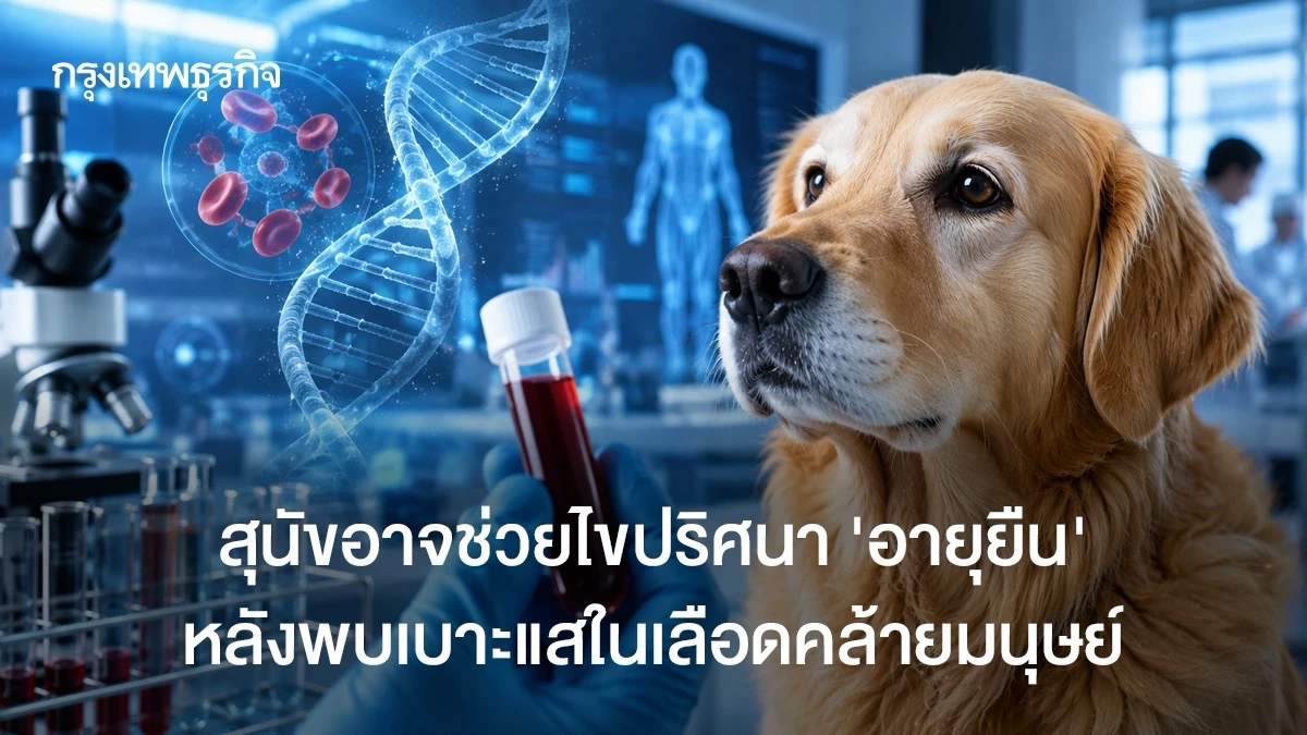 สุนัขอาจช่วยไขปริศนา ‘อายุยืน’ หลังพบเบาะแสในเลือดคล้ายมนุษย์