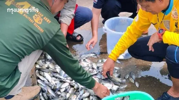 ปริศนาส่งออกปลาหมอคางดำ 11 บริษัท ศาลจี้รัฐสอบกู้วิกฤต