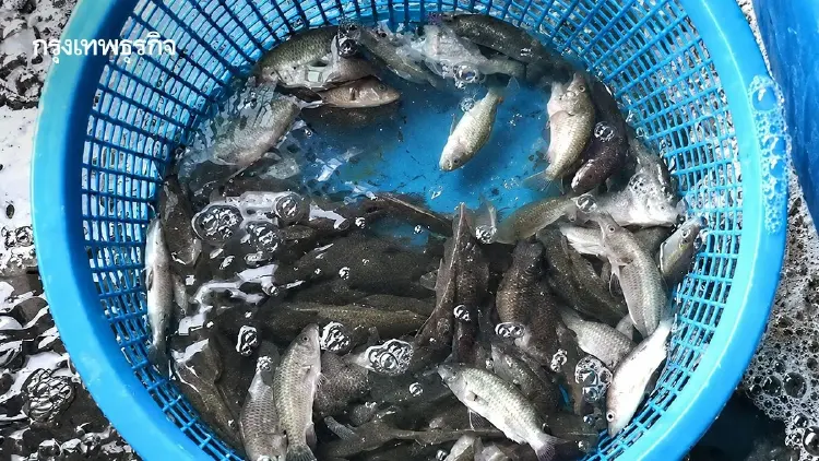 เจาะตัวเลขนำเข้า - ส่งออกปลาหมอคางดำ ชี้ชัดต้นตอระบาดไม่ได้มาจากวิจัย