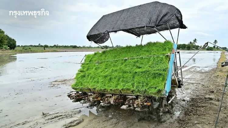 ชาวนาไทยยิ้ม กรมการข้าวลุย ‘ข้าวคาร์บอนต่ำ’ ลดทุนรวยยั่งยืน