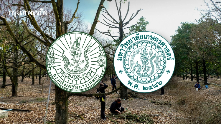 ส่งเสริมการเกษตร ผนึก มก. ลุยไลฟ์ฟื้นฟูพืชหลังน้ำลด 1.8 ล้านไร่