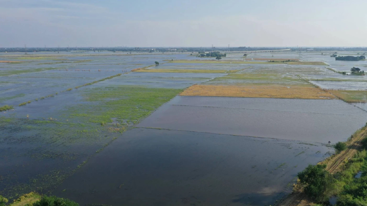กางแผนกู้น้ำท่วมบางกุ่ม-ท่าวุ้ง คืนพื้นที่ทำนาปรัง 15 พ.ย.นี้