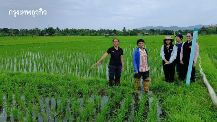 ยกระดับข้าวไทย ศูนย์ข้าวลำปาง ยกระดับเมล็ดพันธุ์ คุมต้นน้ำยันตลาด