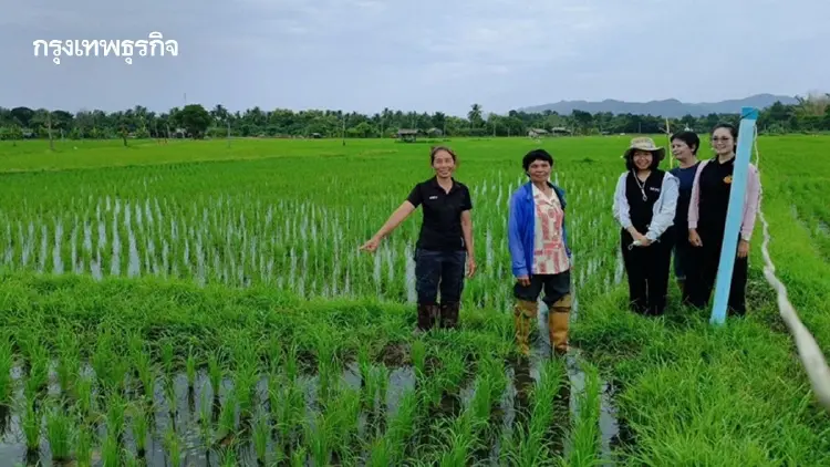 ยกระดับข้าวไทย ศูนย์ข้าวลำปาง ยกระดับเมล็ดพันธุ์ คุมต้นน้ำยันตลาด