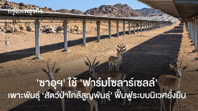 ‘ซาอุฯ’ ใช้ ‘ฟาร์มโซลาร์เซลล์’ เพาะพันธุ์ ‘สัตว์ใกล้สูญพันธุ์’ ฟื้นฟูระบบนิเวศยั่งยืน