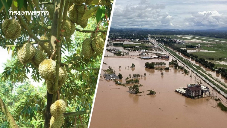 เกษตรฯ เผยน้ำท่วมเสียหาย 1.7 ล้านไร่ เร่งฟื้นสวนทุเรียนระยอง