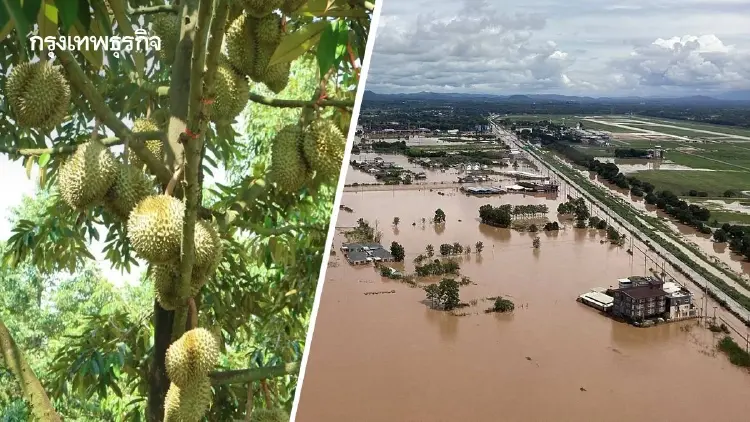 เกษตรฯ เผยน้ำท่วมเสียหาย 1.7 ล้านไร่ เร่งฟื้นสวนทุเรียนระยอง