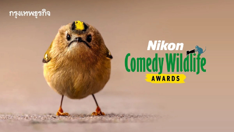 ‘Nikon Comedy Wildlife Awards’ ภาพถ่ายสัตว์โลกชวนยิ้ม หวังใช้เสียงหัวเราะช่วยอนุรักษ์สัตว์ป่า