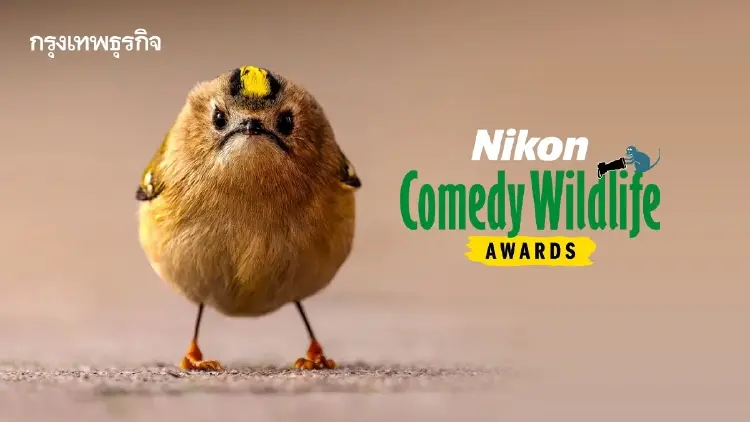‘Nikon Comedy Wildlife Awards’ ภาพถ่ายสัตว์โลกชวนยิ้ม หวังใช้เสียงหัวเราะช่วยอนุรักษ์สัตว์ป่า