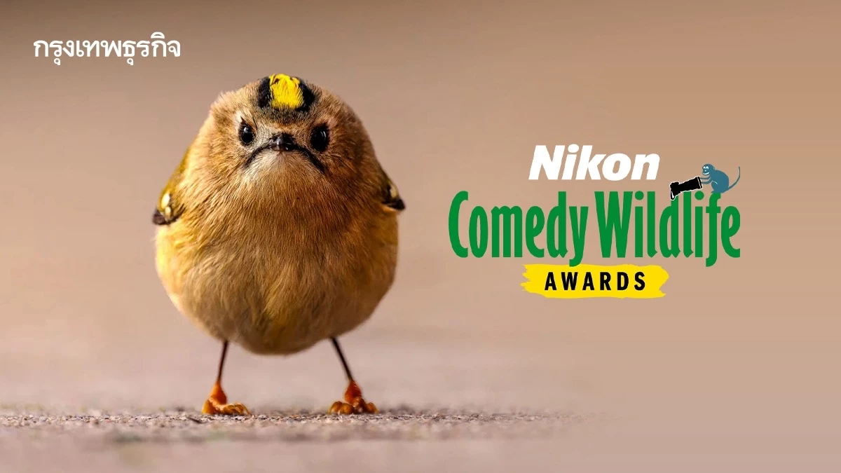 ‘Nikon Comedy Wildlife Awards’ ภาพถ่ายสัตว์โลกชวนยิ้ม หวังใช้เสียงหัวเราะช่วยอนุรักษ์สัตว์ป่า