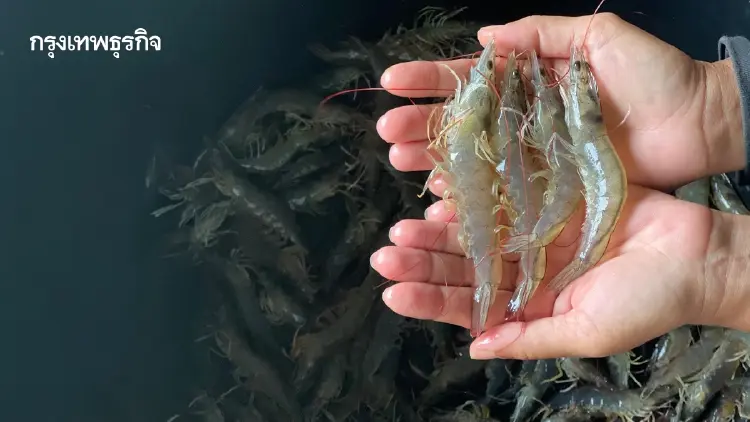 ยกเครื่องกุ้งไทย พิษน้ำท่วมซ้ำ EMS-มาเลย์แบน ดันเสียหายพุ่ง 2 หมื่นล้าน
