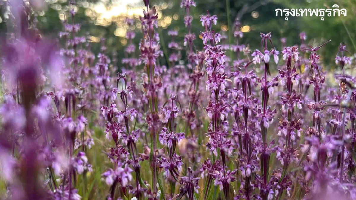 เปิดโฉม 'กะเพราศักดิ์สิทธิ์' มณีสีม่วงสุดแรร์ พืชถิ่นเดียวในไทย