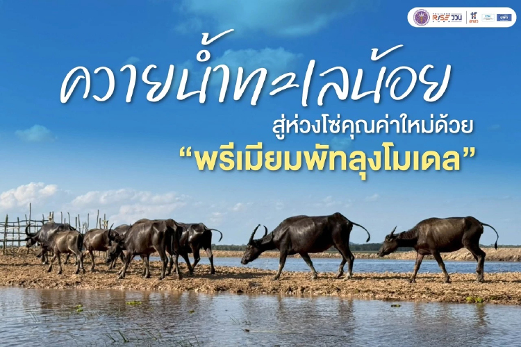 ควายน้ำทะเลน้อย สู่ห่วงโซ่คุณค่าใหม่ด้วย พรีเมียมพัทลุงโมเดล