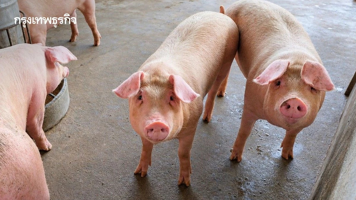 ส.ผู้เลี้ยงสุกรฯ เฝ้าระวังหมูเถื่อนทะลัก ปราบด่วนป้องโรคระบาด